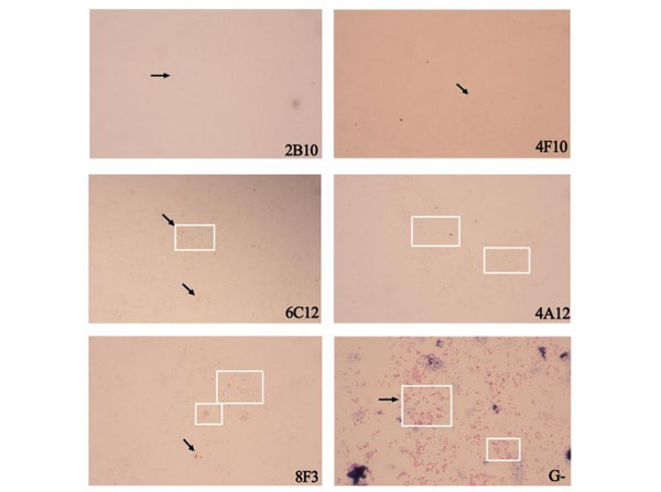 Immunochemical Staining using Goat Anti-Mouse IgM HRP